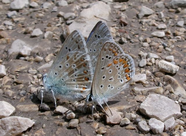 Polyommatus sp pl